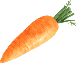 Watercolor Carrot Vegetable