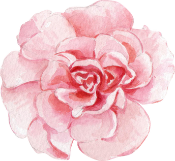 Pink Flower Illustration